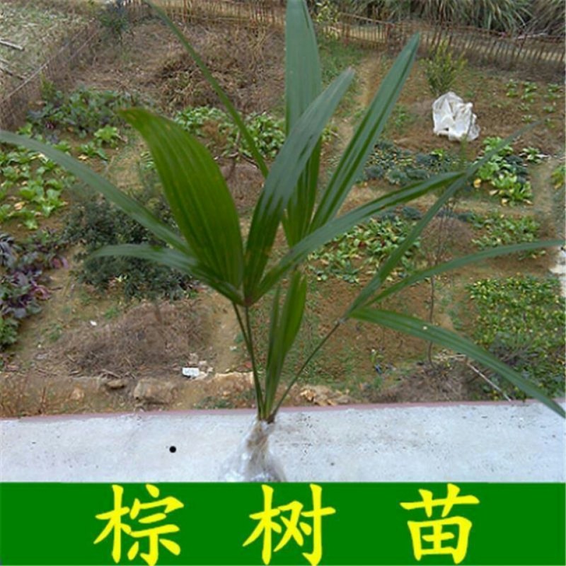 野生棕树苗棕榈苗扇子树苗绿化风景树