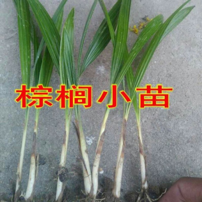 野生棕树苗棕榈苗扇子树苗绿化风景树