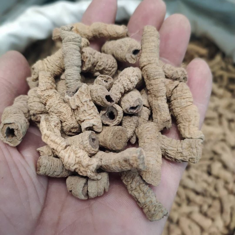 巴戟天产地直供支持线上交易可搭配多品种采购大货联系