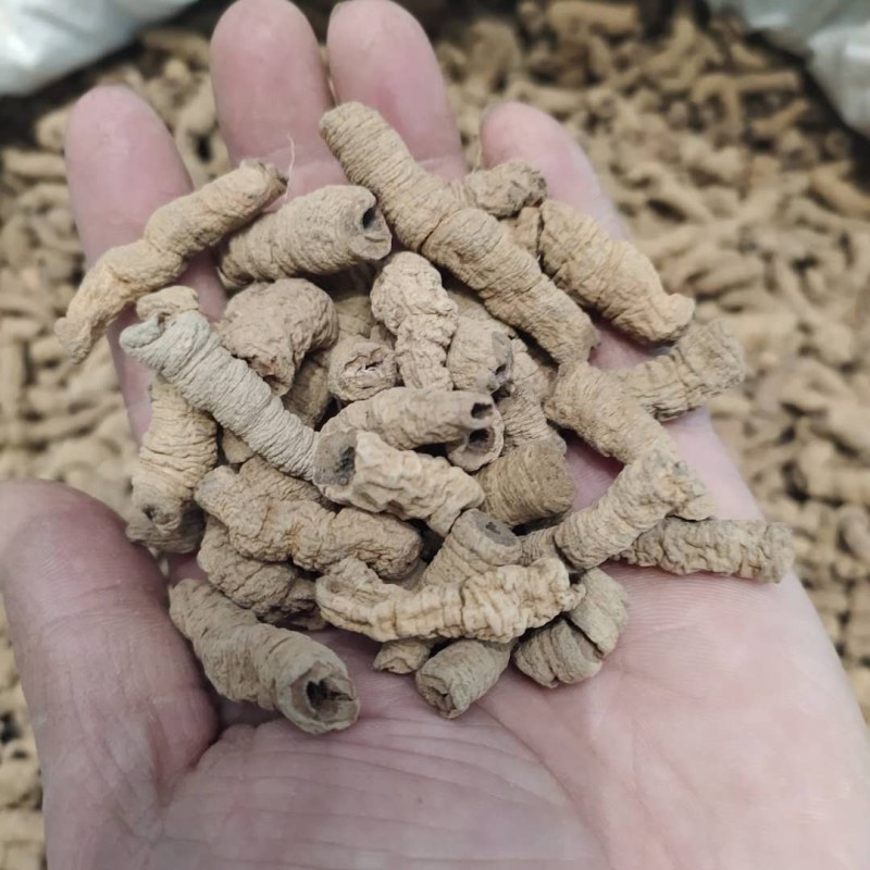 巴戟天产地直供支持线上交易可搭配多品种采购大货联系