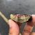 蓝宝石葡萄苗现挖现卖可签合同