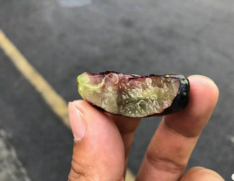蓝宝石葡萄苗现挖现卖可签合同