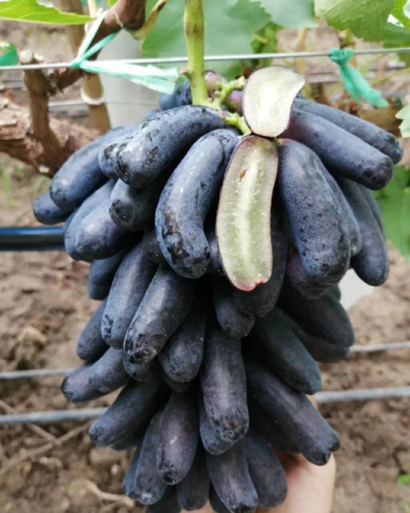 蓝宝石葡萄苗现挖现卖可签合同