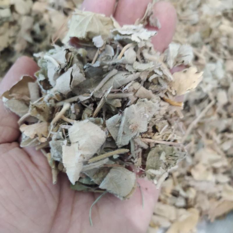 寻骨风产地直供支持线上交易可搭配多品种采购大货联系