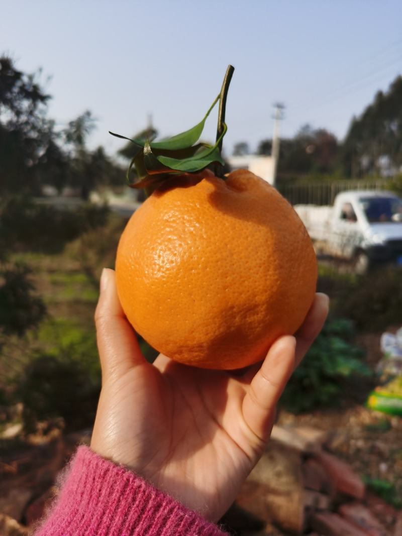 【精品】四川春见又名耙耙柑纯甜化渣，电商社区市场大量有货