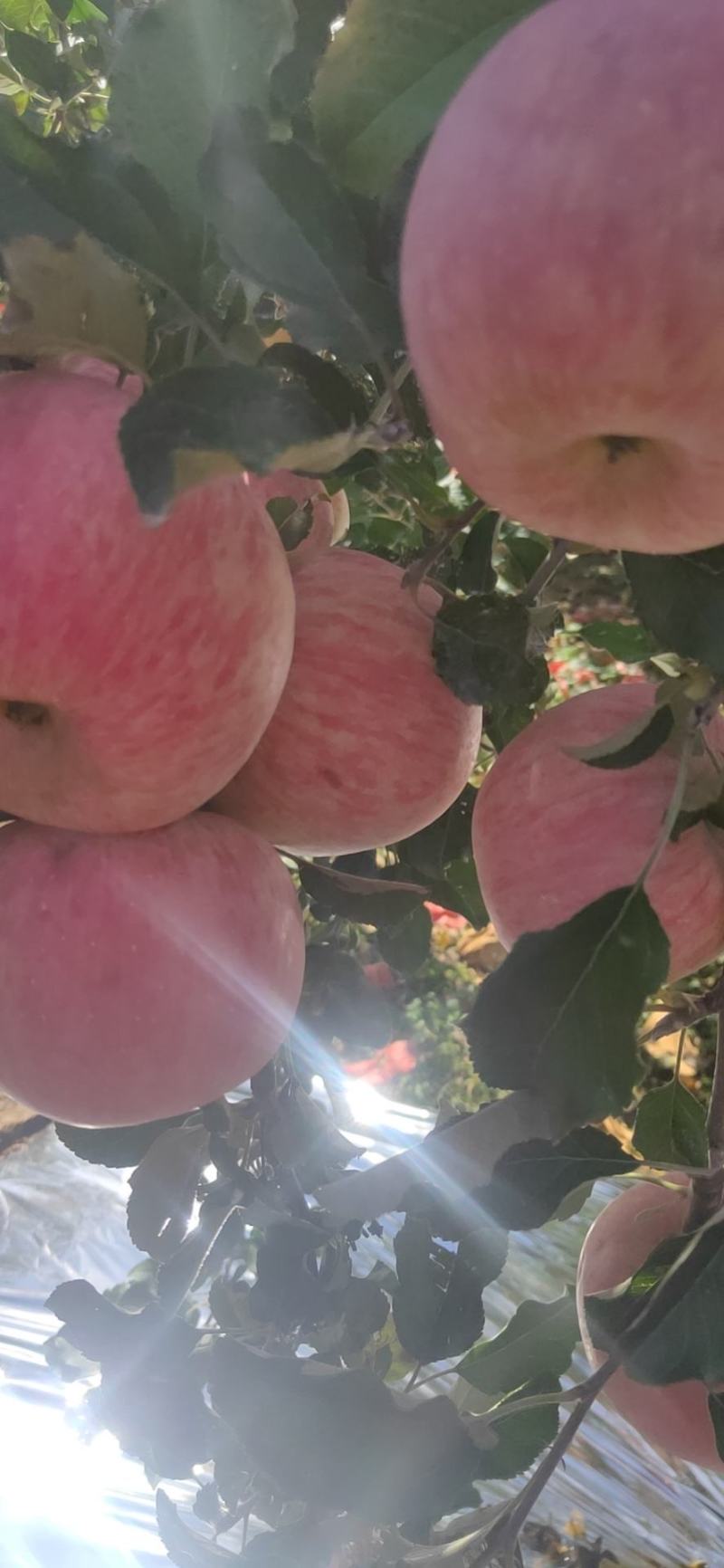 陕西红富士苹果，纸加膜红富士苹果，水晶红富士苹果产地直销