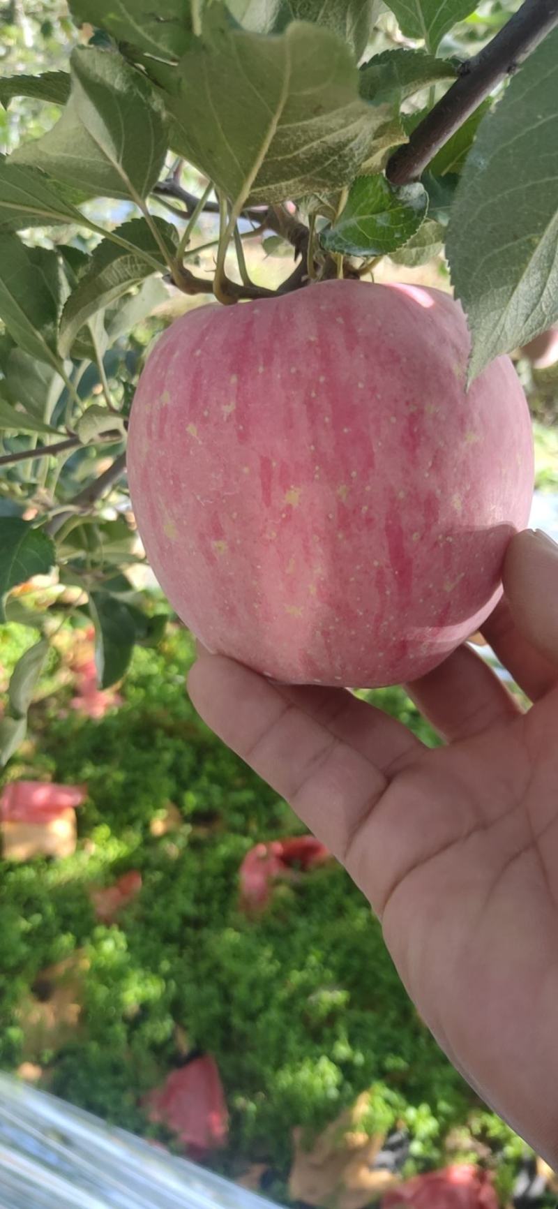 陕西红富士苹果，纸加膜红富士苹果，水晶红富士苹果产地直销