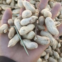 优质花生大量上市品质优良，欢迎选购！