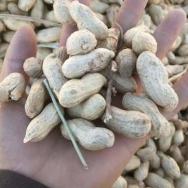 优质花生大量上市品质优良，欢迎选购！