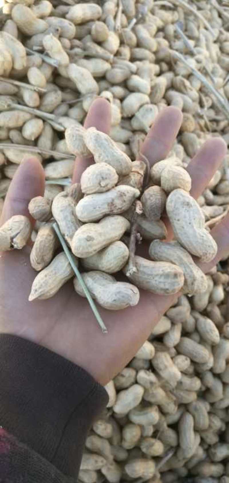 优质花生大量上市品质优良，欢迎选购！