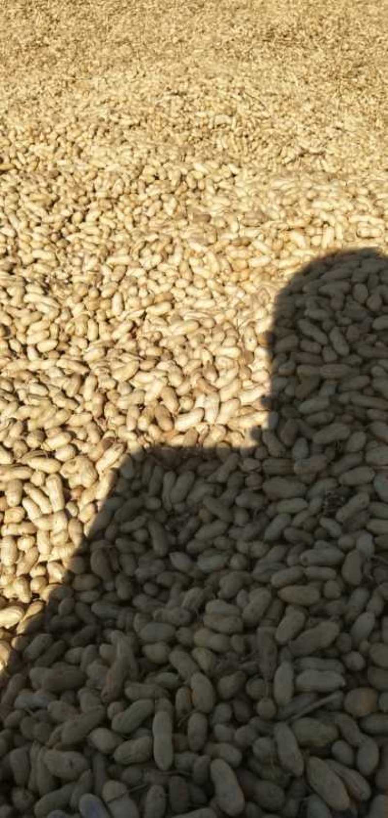 优质花生大量上市品质优良，欢迎选购！