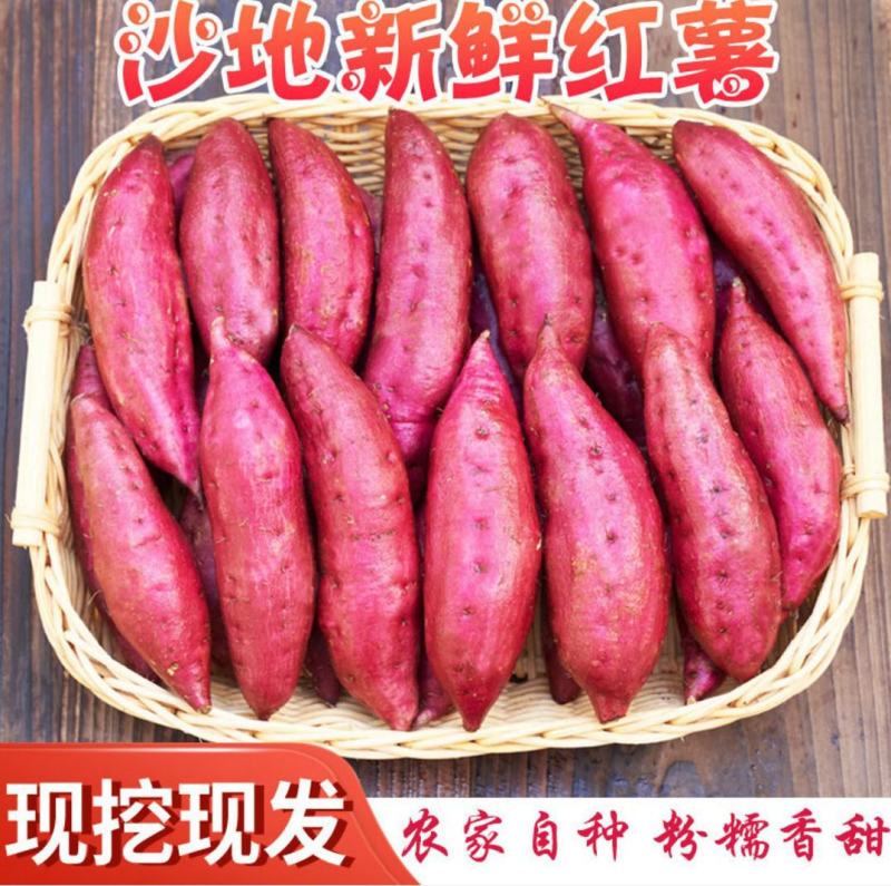山东红薯板栗薯济薯26号，粉糯香甜大货发物流支持一件代发
