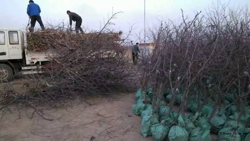 山东沾化高产冬枣树苗，优质货源大量走货，欢迎咨询