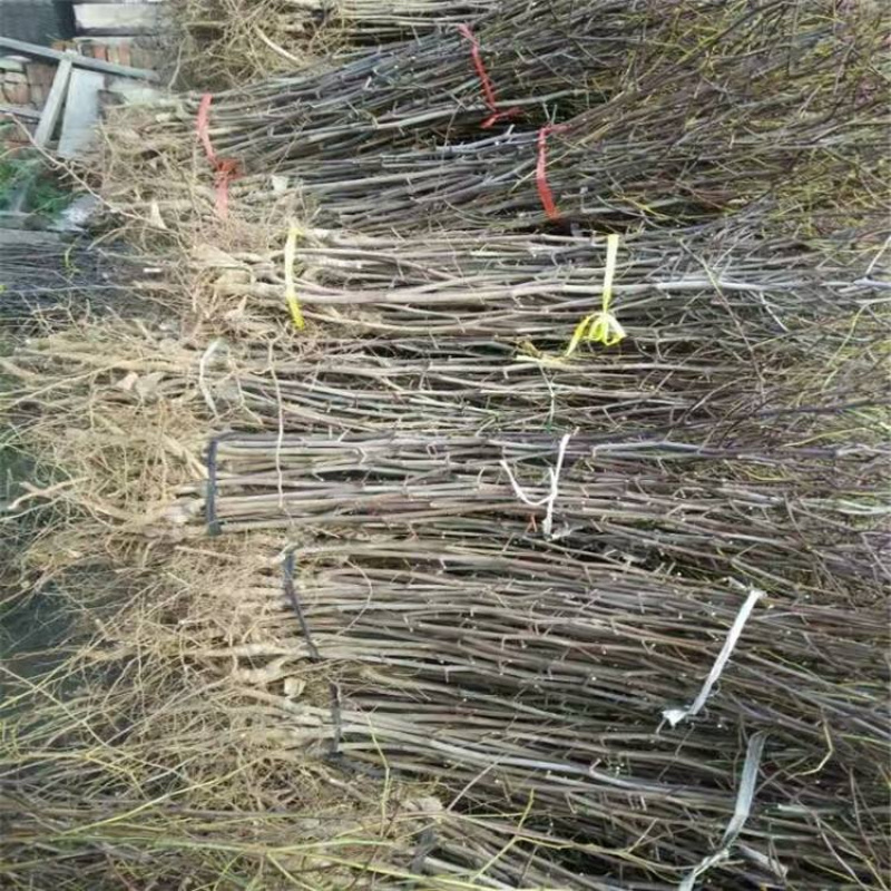 山东沾化高产冬枣树苗，优质货源大量走货，欢迎咨询