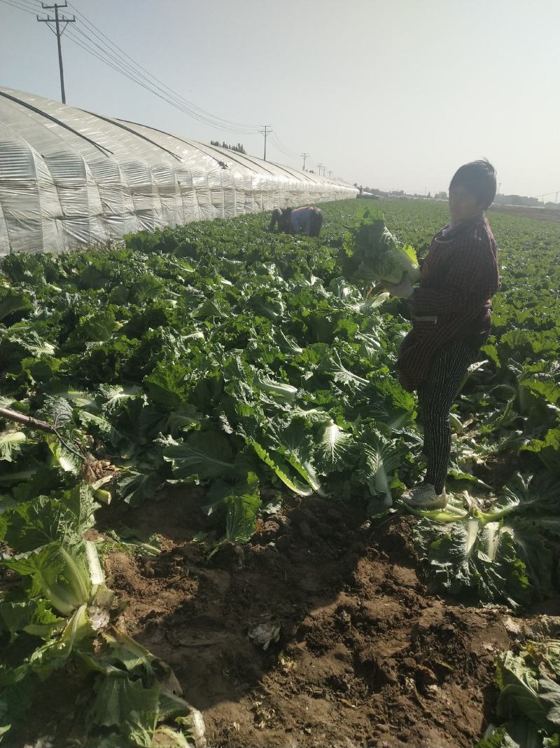 河北石家庄新乐万亩北京三号大白菜大量上市中