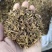灯盏花灯盏草产地直供支持线上交易可搭配多品种采购