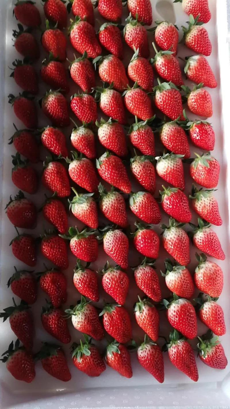 草莓精品甜宝草莓口感甜爽物美价廉产地批发