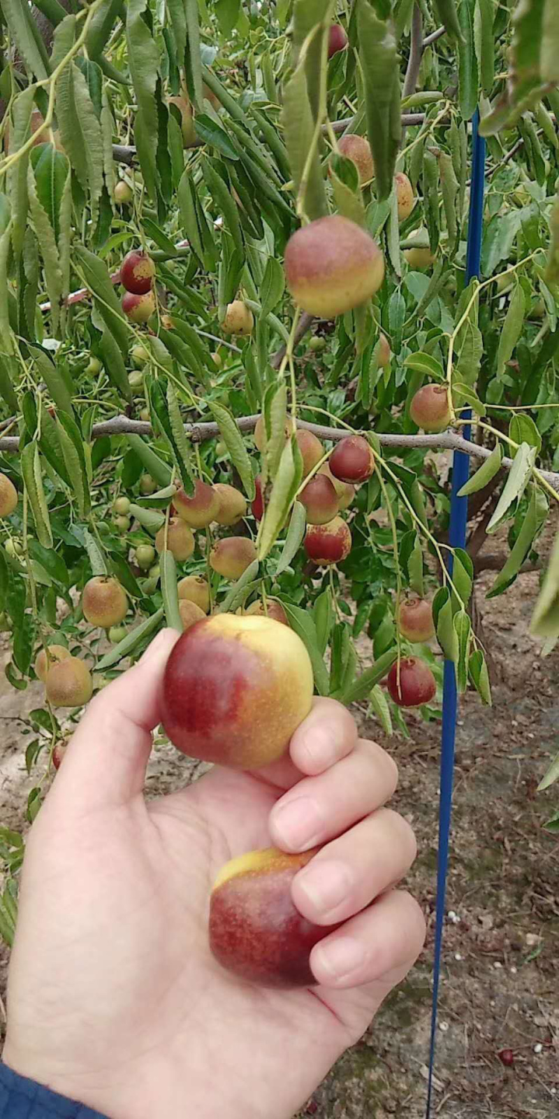 山东沾化高产冬枣树苗，优质货源大量走货，欢迎咨询