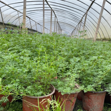 基地美女樱，15杯美女樱种植户，美女樱价格