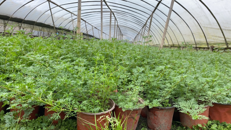 基地美女樱，15杯美女樱种植户，美女樱价格