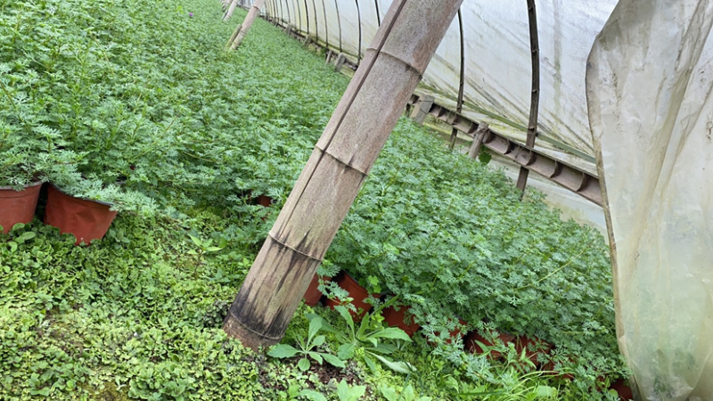 基地美女樱，15杯美女樱种植户，美女樱价格