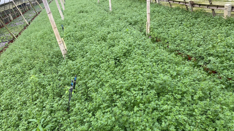 基地美女樱，15杯美女樱种植户，美女樱价格