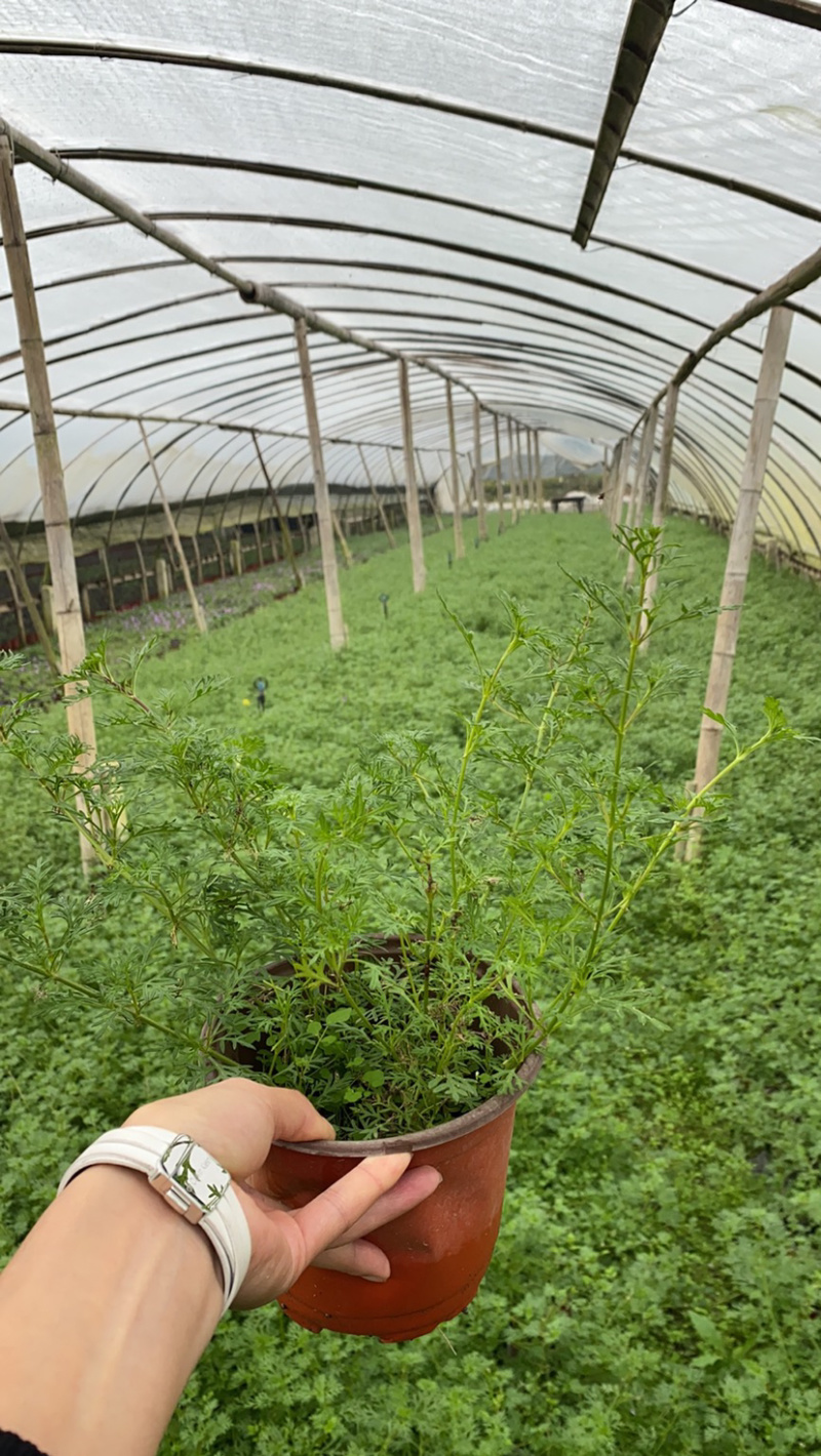 基地美女樱，15杯美女樱种植户，美女樱价格