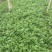 基地美女樱，15杯美女樱种植户，美女樱价格