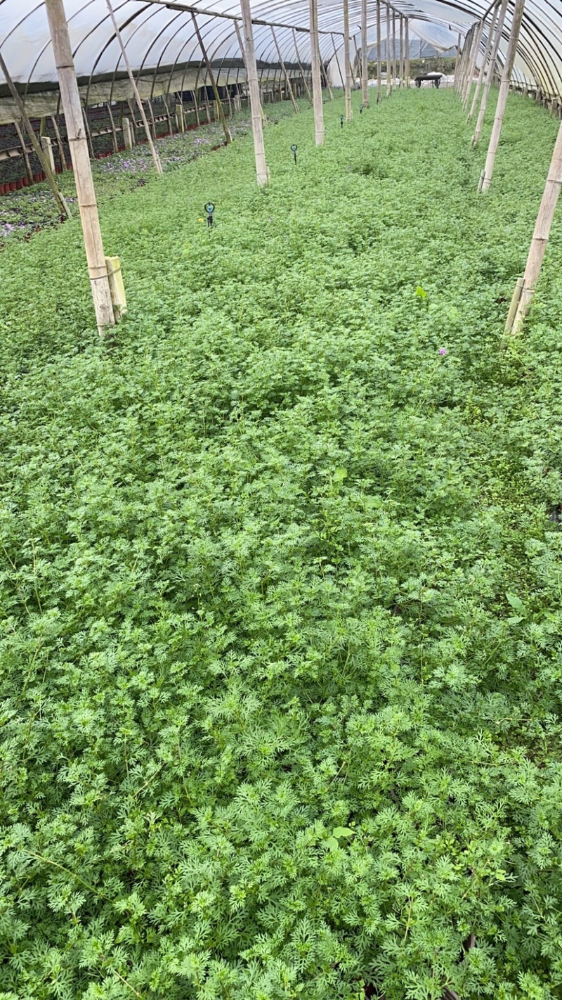 基地美女樱，15杯美女樱种植户，美女樱价格