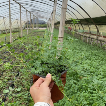 基地美女樱，15杯美女樱种植户，美女樱价格