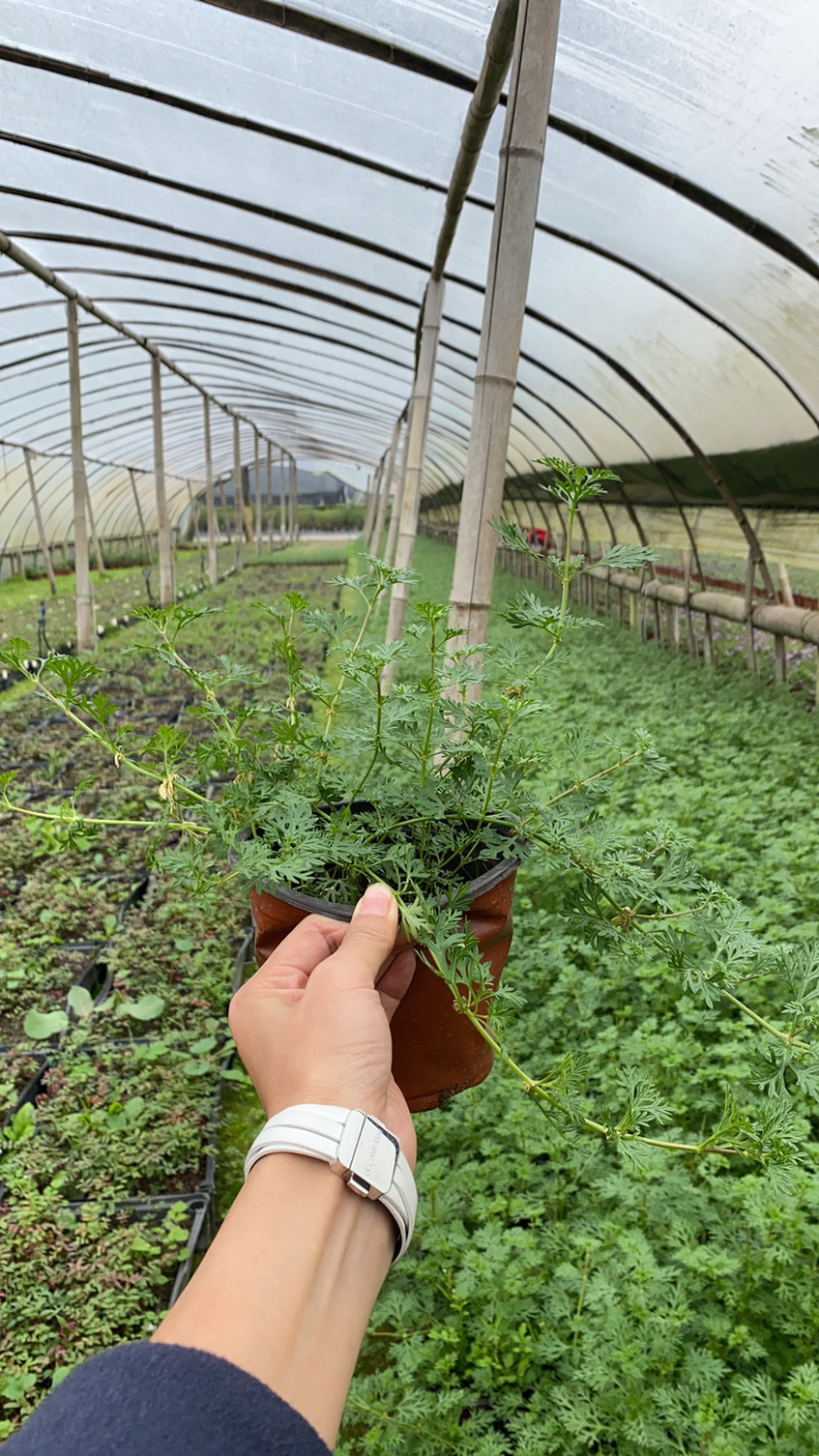 基地美女樱，15杯美女樱种植户，美女樱价格