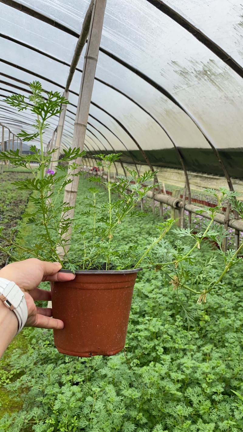 基地美女樱，15杯美女樱种植户，美女樱价格