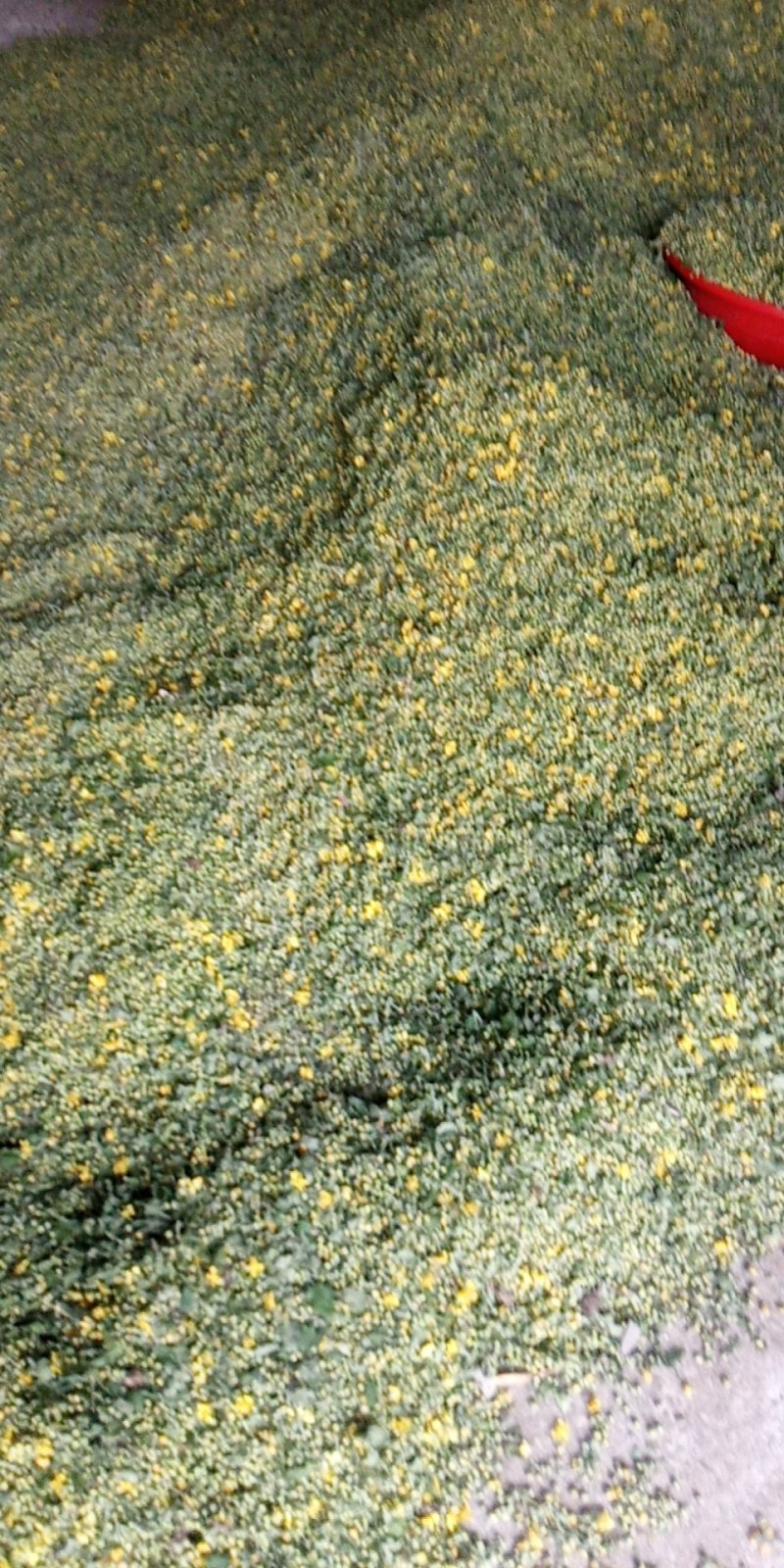 野菊花河南信陽野菊花大別山特產幹度好今年新貨