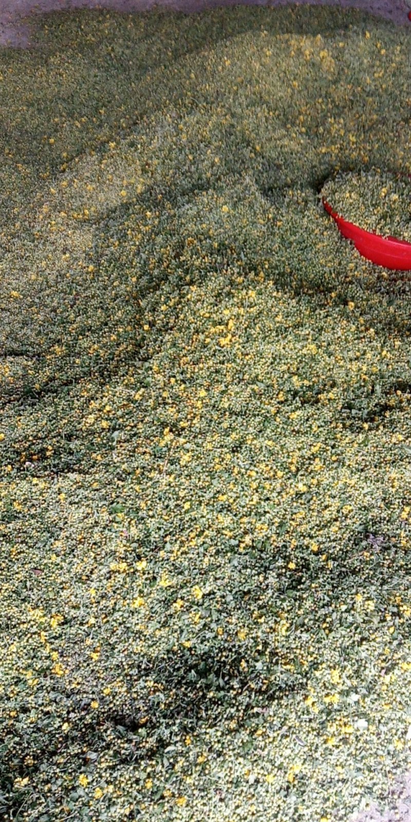 野菊花河南信陽野菊花大別山特產幹度好今年新貨
