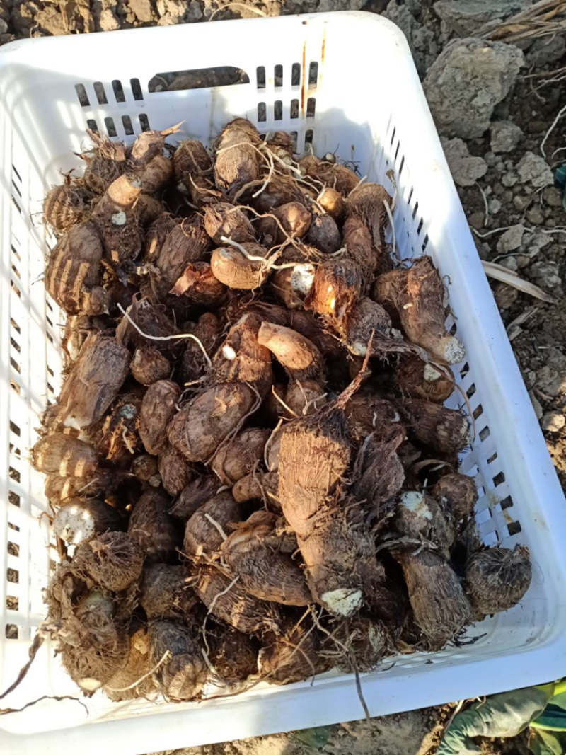 芋头自己种植有两千多斤