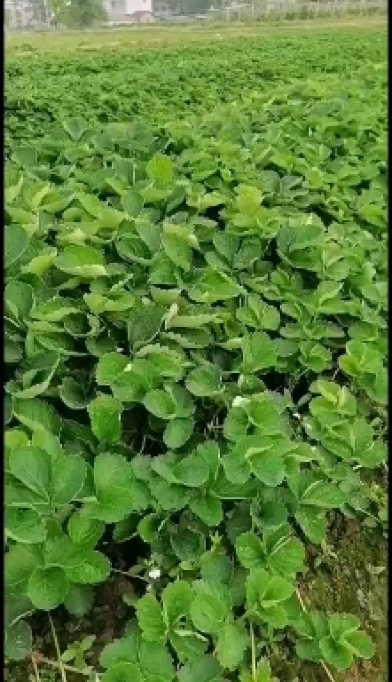 越秀巧克力草莓，全脱毒苗，果形饱满