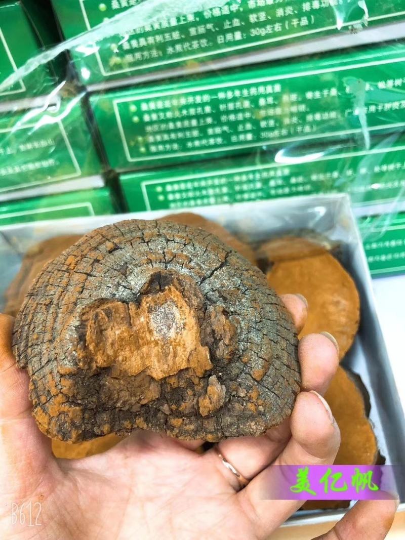 正宗北朝进口野生桑黄一盒500克一公斤起包邮