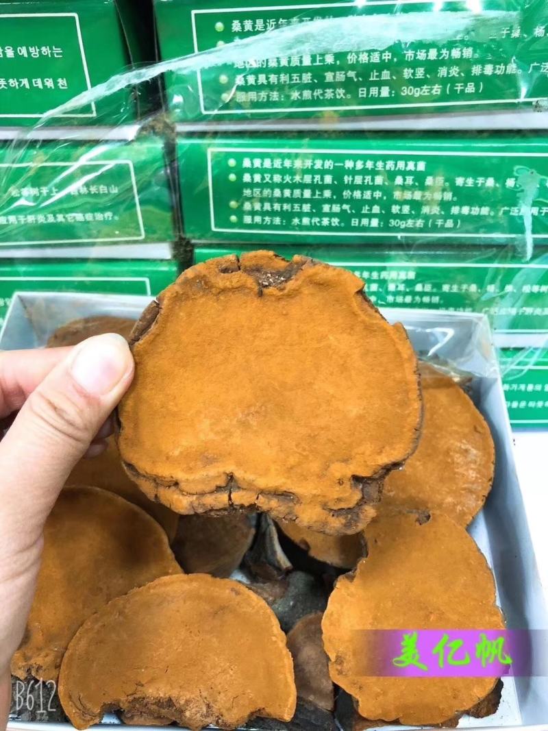 正宗北朝进口野生桑黄一盒500克一公斤起包邮