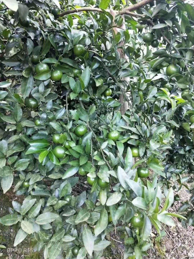 清香桔美味，相约富川，不催熟，不打蜡，现摘现发