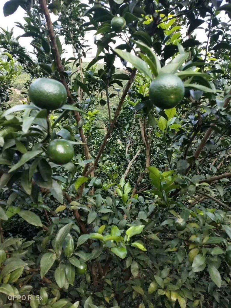 清香桔美味，相约富川，不催熟，不打蜡，现摘现发