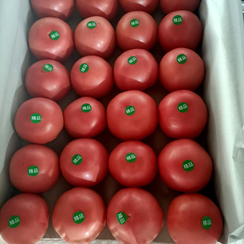 精品西红柿大量上市产地直发