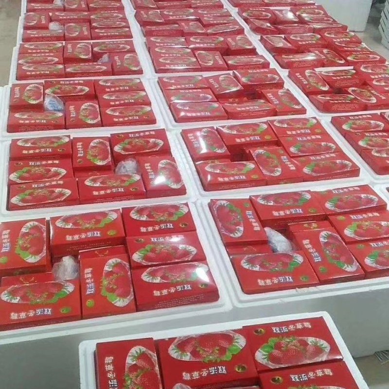 双流冬草莓盒装PT盒透明盒可零售烘焙草莓航空物流夏草莓