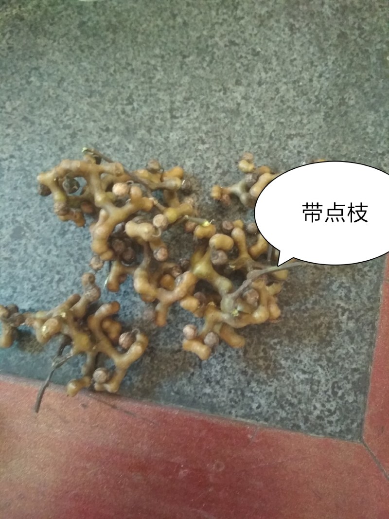 拐枣万寿果鸡凤爪金钩梨新鲜野生泡酒及药用养生
