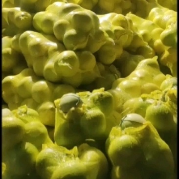 蜜柚大量有货，需要的可以联系我