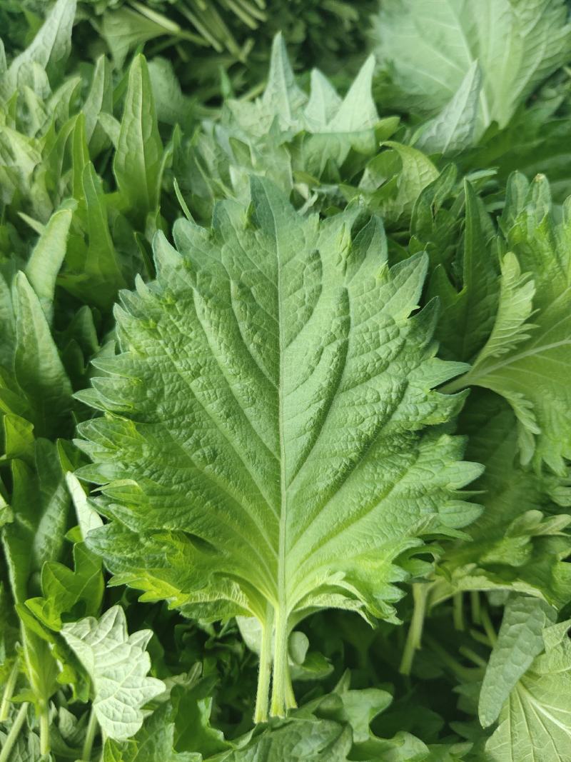 紫苏叶需要供货的与我联系常年有货