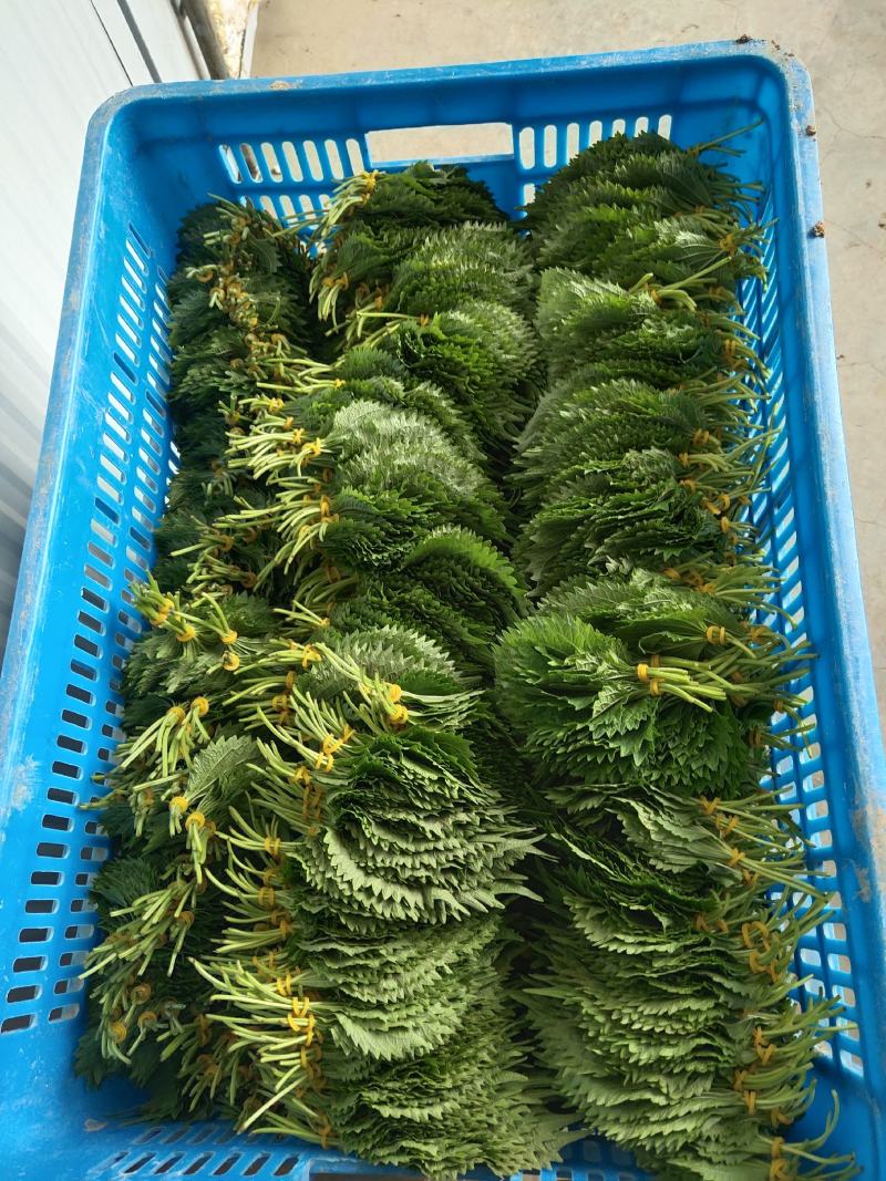 紫苏叶需要供货的与我联系