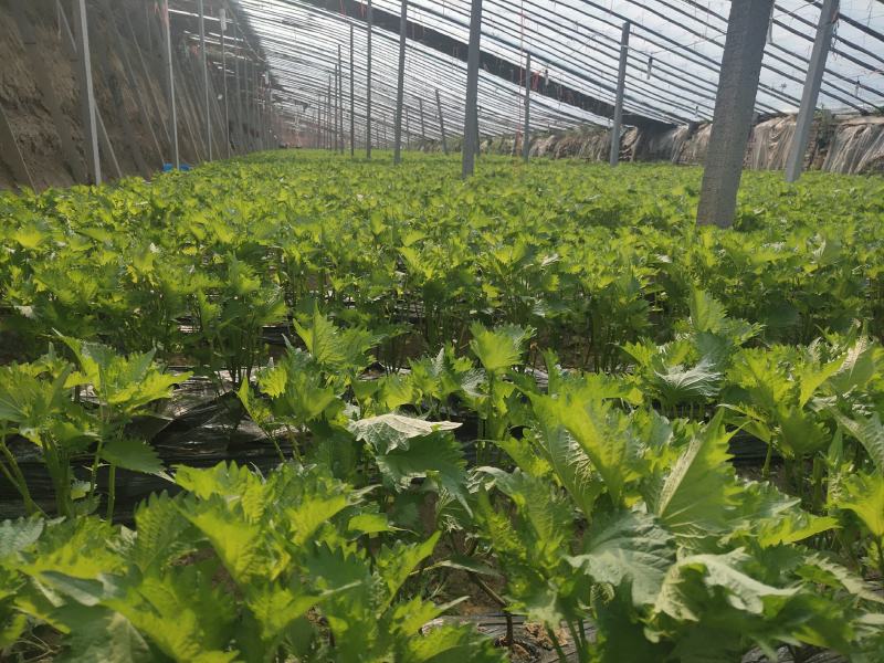 紫苏叶需要供货的与我联系