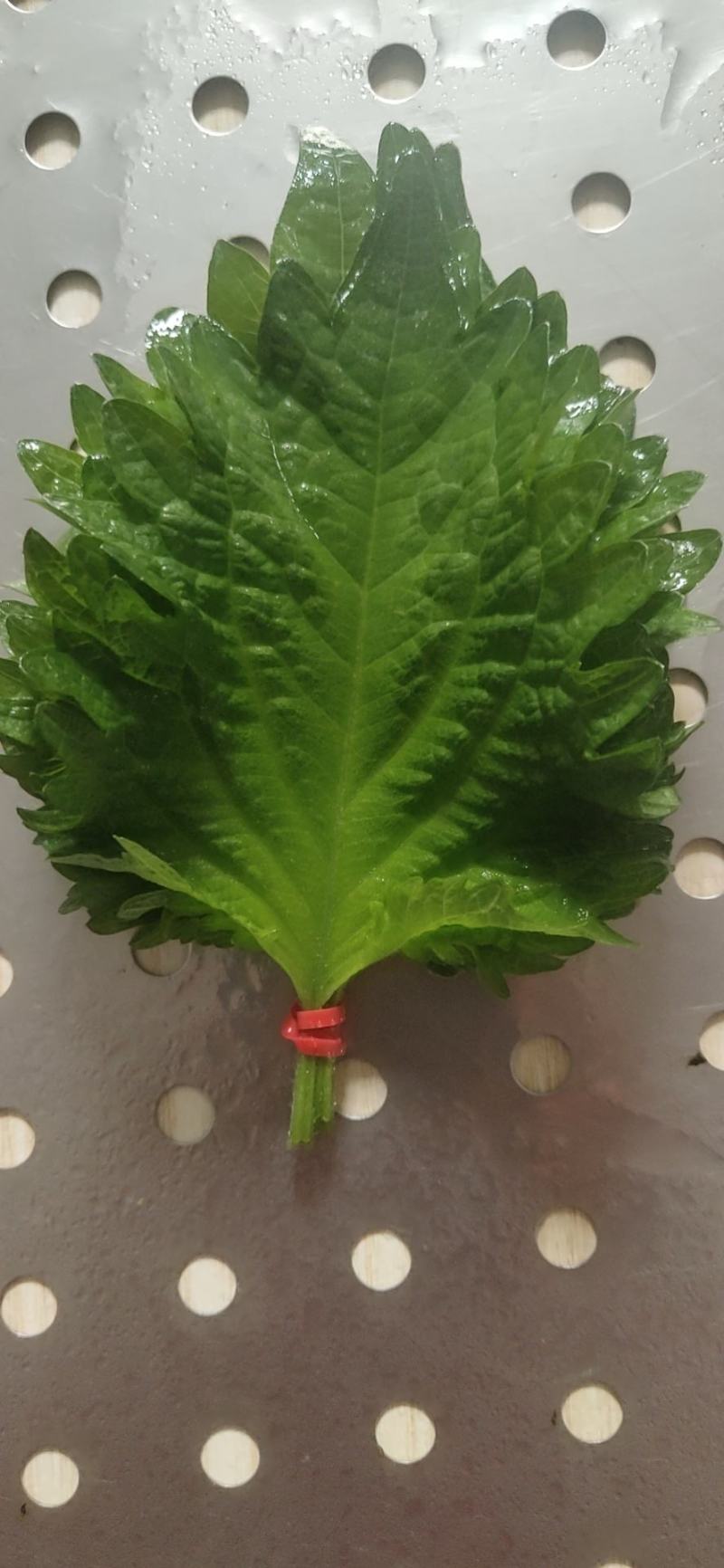 紫苏叶需要供货与我联系