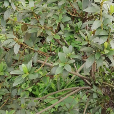 杜鹃条子，高度1-1.5米，数量充足，成都基地批发