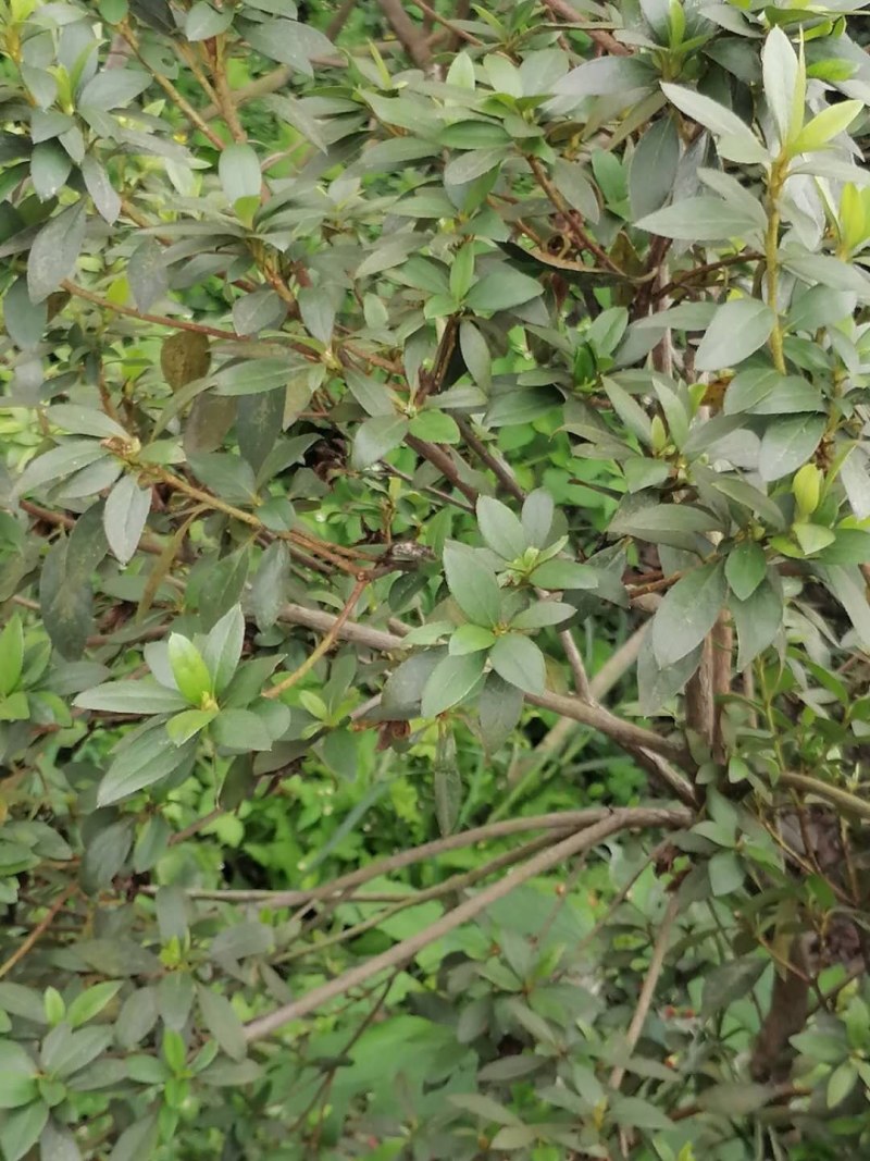 杜鹃条子，高度1-1.5米，数量充足，成都基地批发